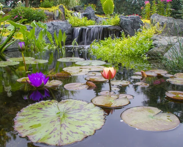 https://nwl.com.qa/wp-content/uploads/2022/10/plants-beatiful-pond-lilies-640x514.webp